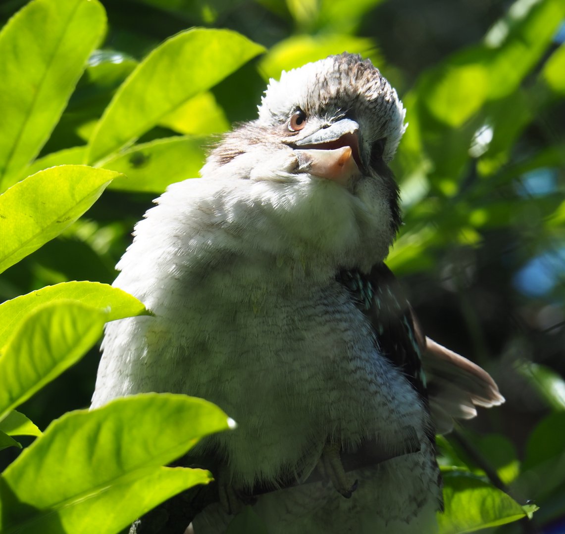 Laughing kookaburra (Dacelo novaeguineae), 2019-06-01