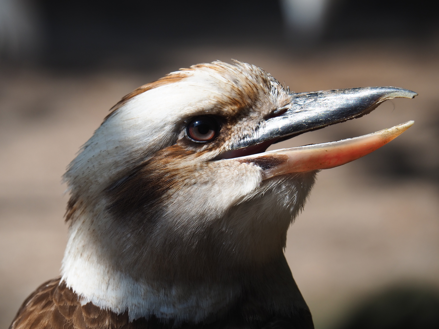 Laughing kookaburra (Dacelo novaeguineae), 2019-08-04