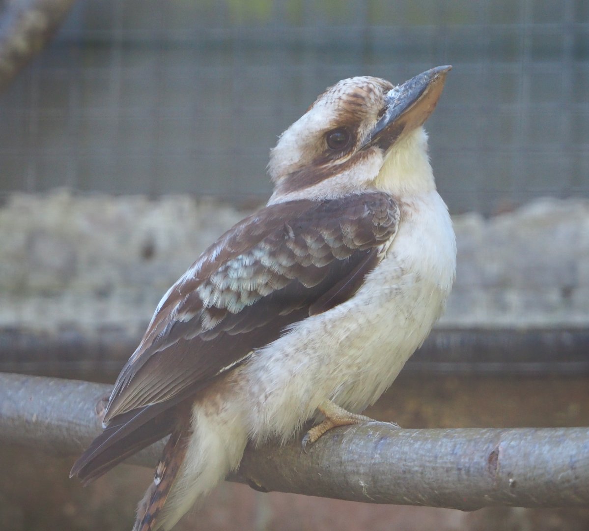 Laughing Kookaburra (Dacelo novaeguineae), 2020-06-20