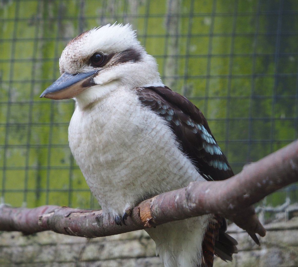 Laughing kookaburra (Dacelo novaeguineae), 2021-06-15