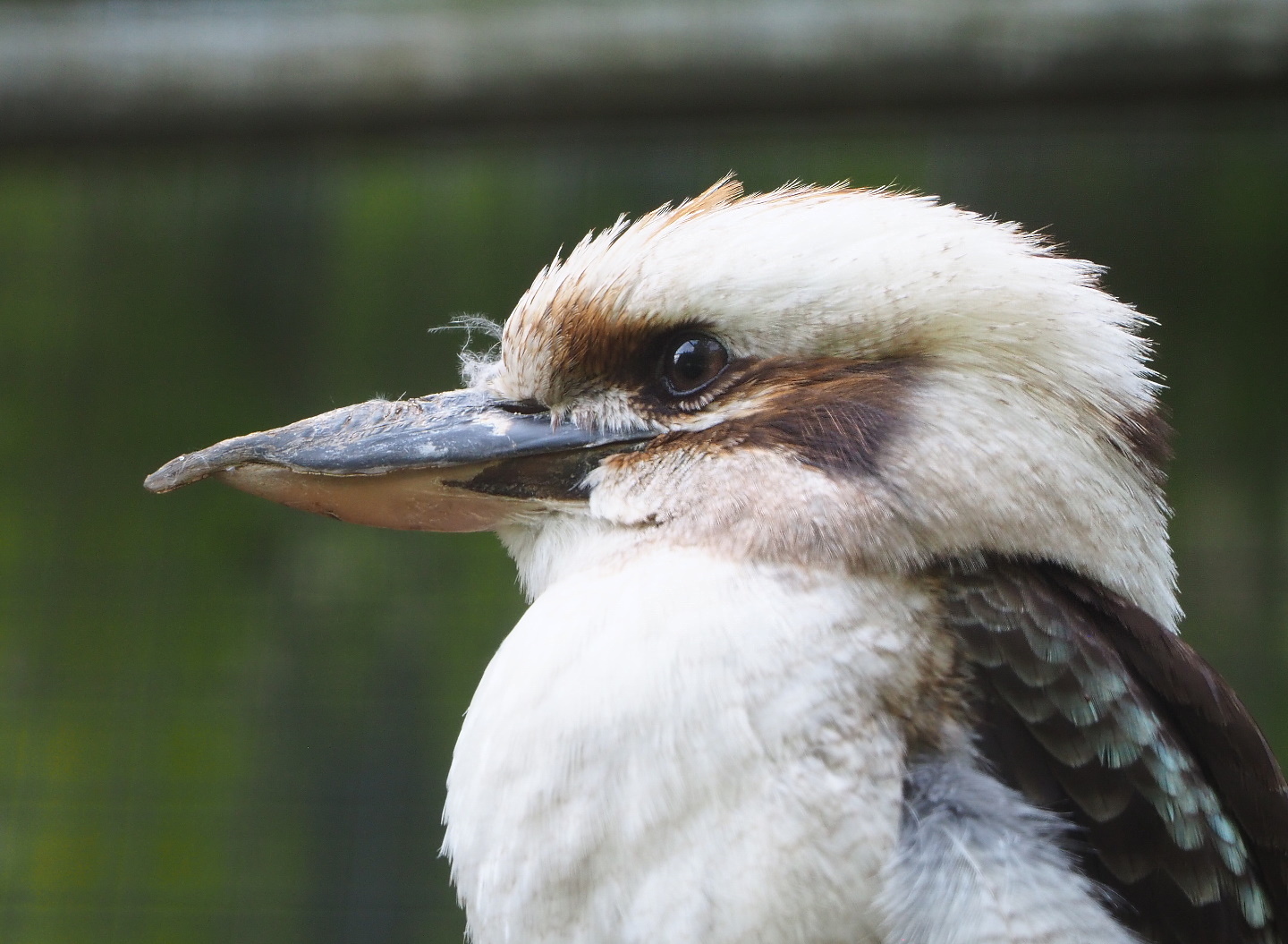 Laughing kookaburra (Dacelo novaeguineae), 2021-06-15
