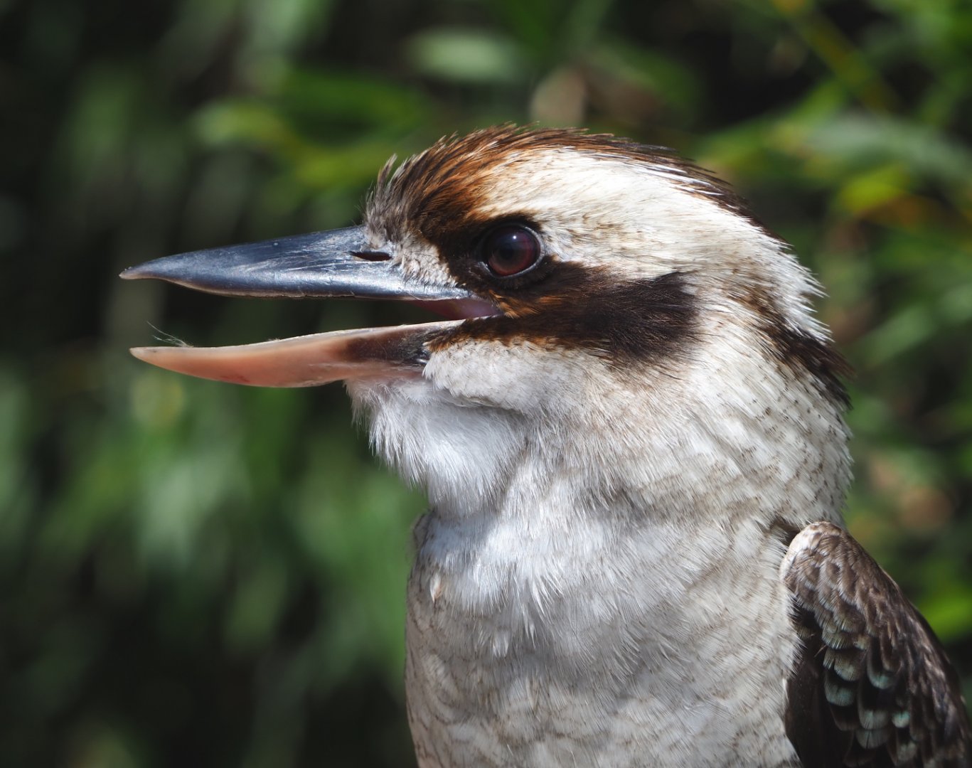 Laughing Kookaburra (Dacelo novaeguineae), 2022-05-17