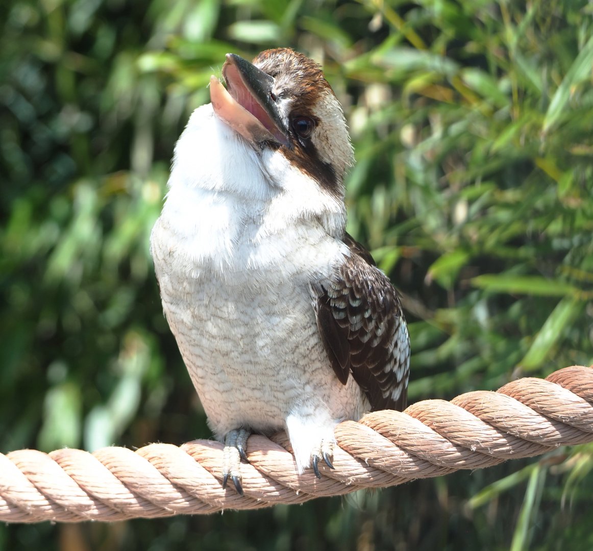Laughing Kookaburra (Dacelo novaeguineae), 2022-05-17