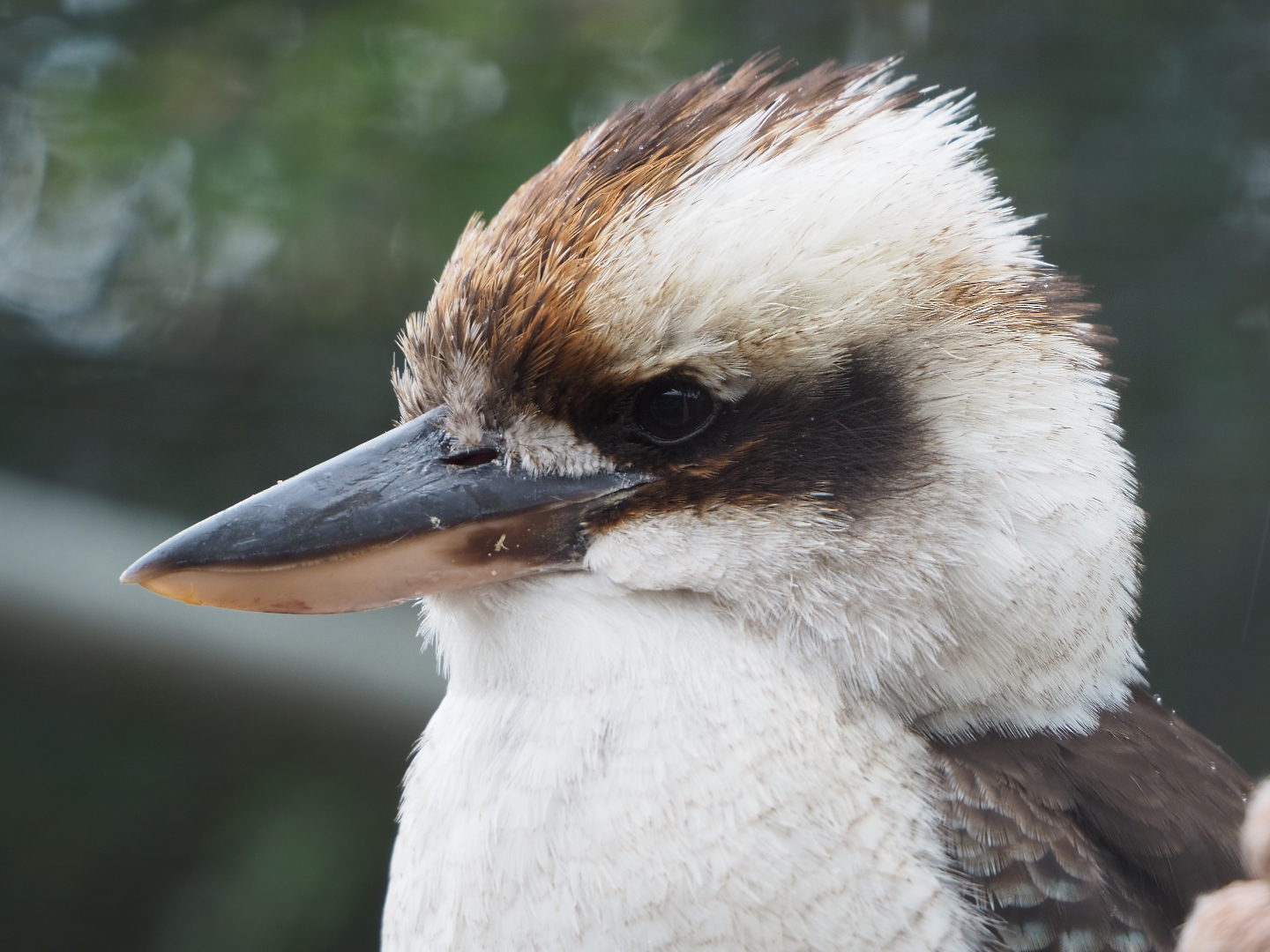Laughing Kookaburra (Dacelo novaeguineae), 2022-05-17