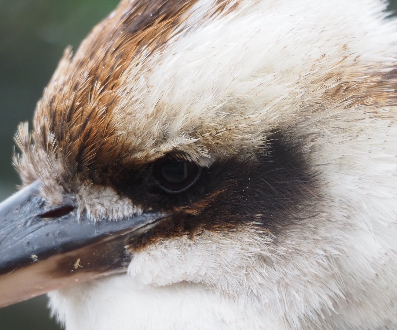 Laughing Kookaburra (Dacelo novaeguineae), 2022-05-17