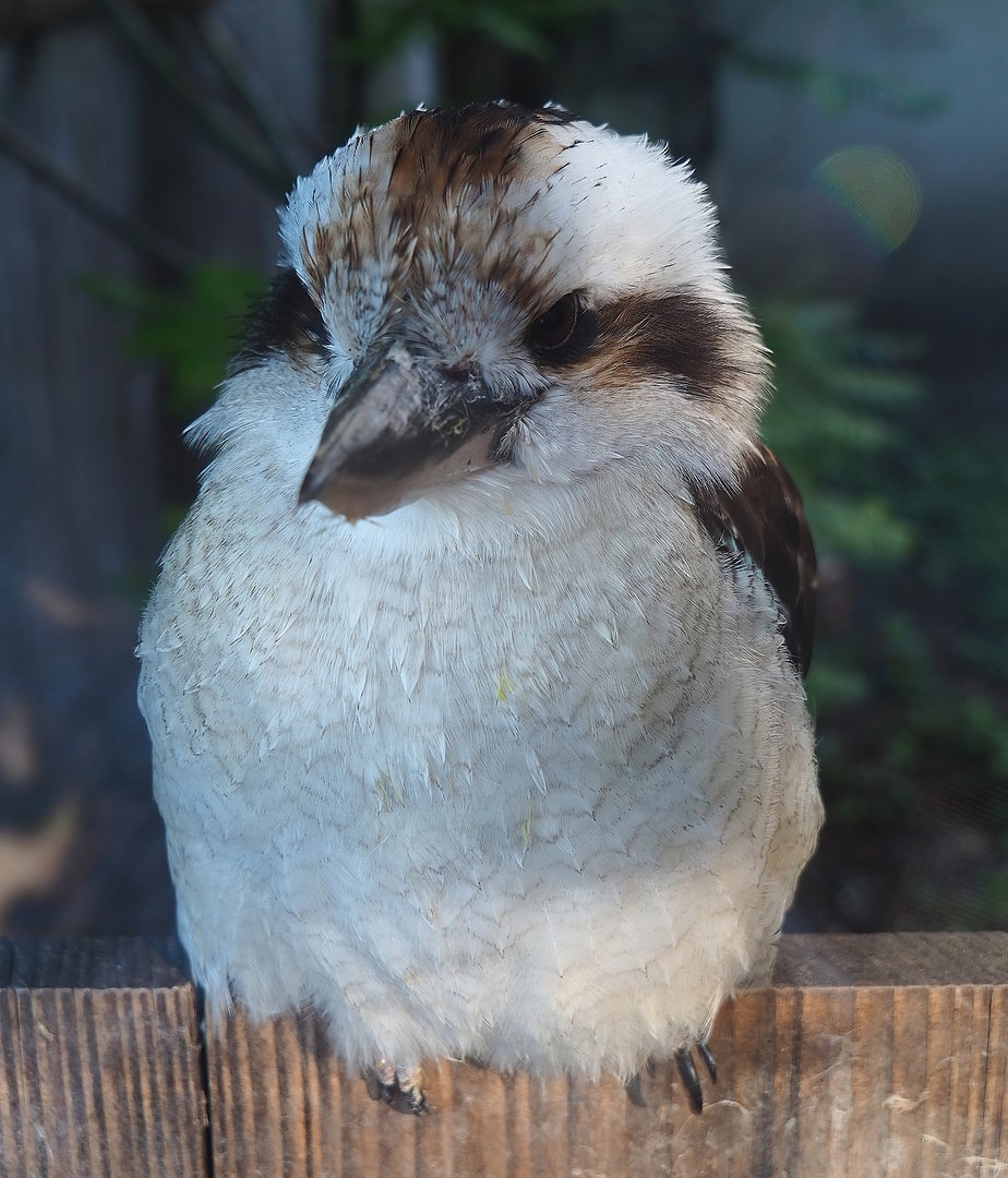 Laughing kookaburra (Dacelo novaeguineae), 2022-08-28