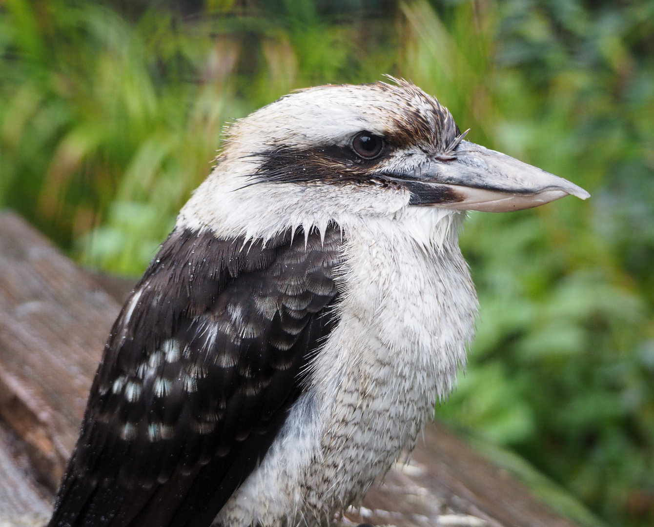 Laughing Kookaburra (Dacelo novaeguineae), 2022-09-14