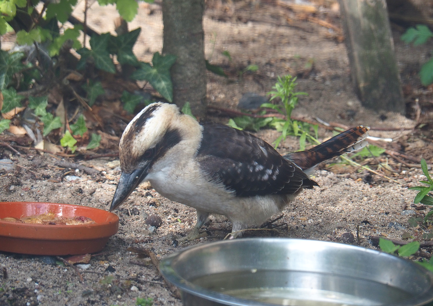 Laughing Kookaburra (Dacelo novaeguineae), 2022-09-15