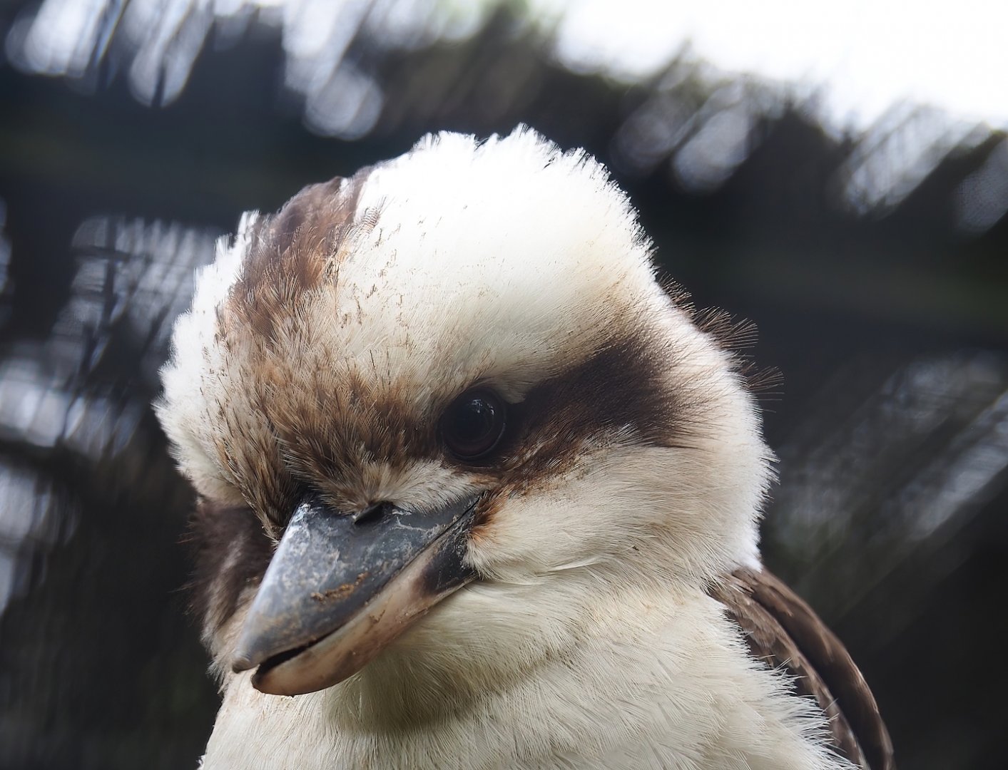 Laughing Kookaburra (Dacelo novaeguineae), 2023-05-15