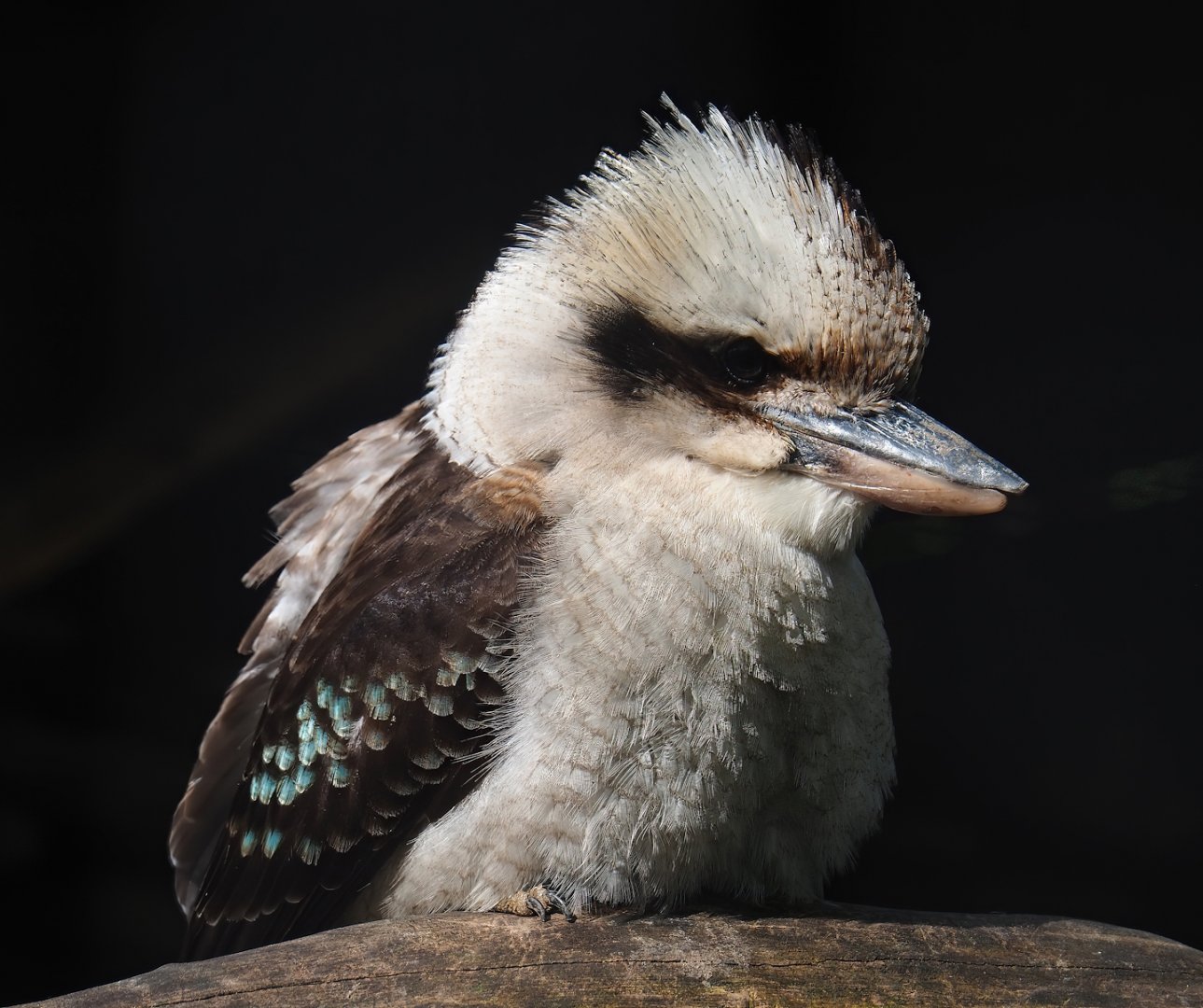 Laughing Kookaburra (Dacelo novaeguineae), 2023-05-16