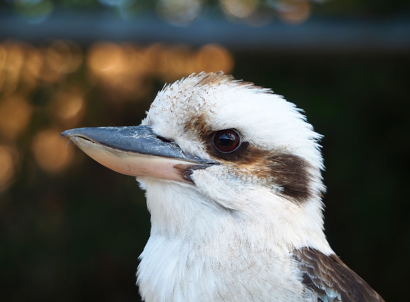 Laughing Kookaburra (Dacelo novaeguineae), 2023-05-31