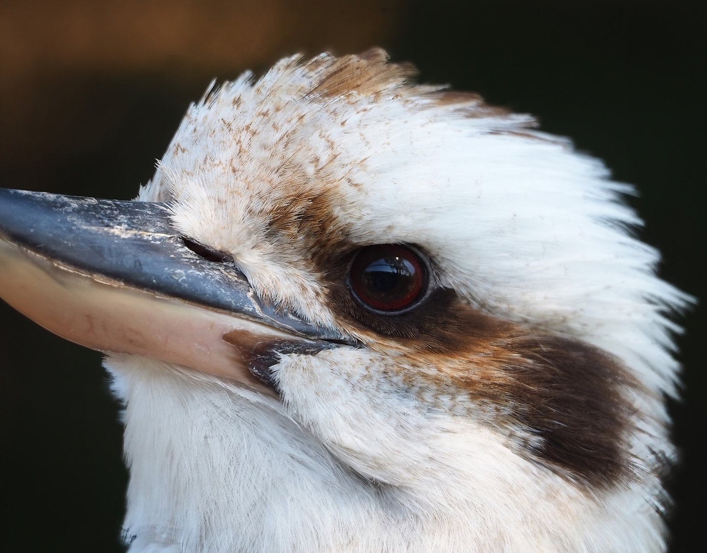 Laughing Kookaburra (Dacelo novaeguineae), 2023-05-31