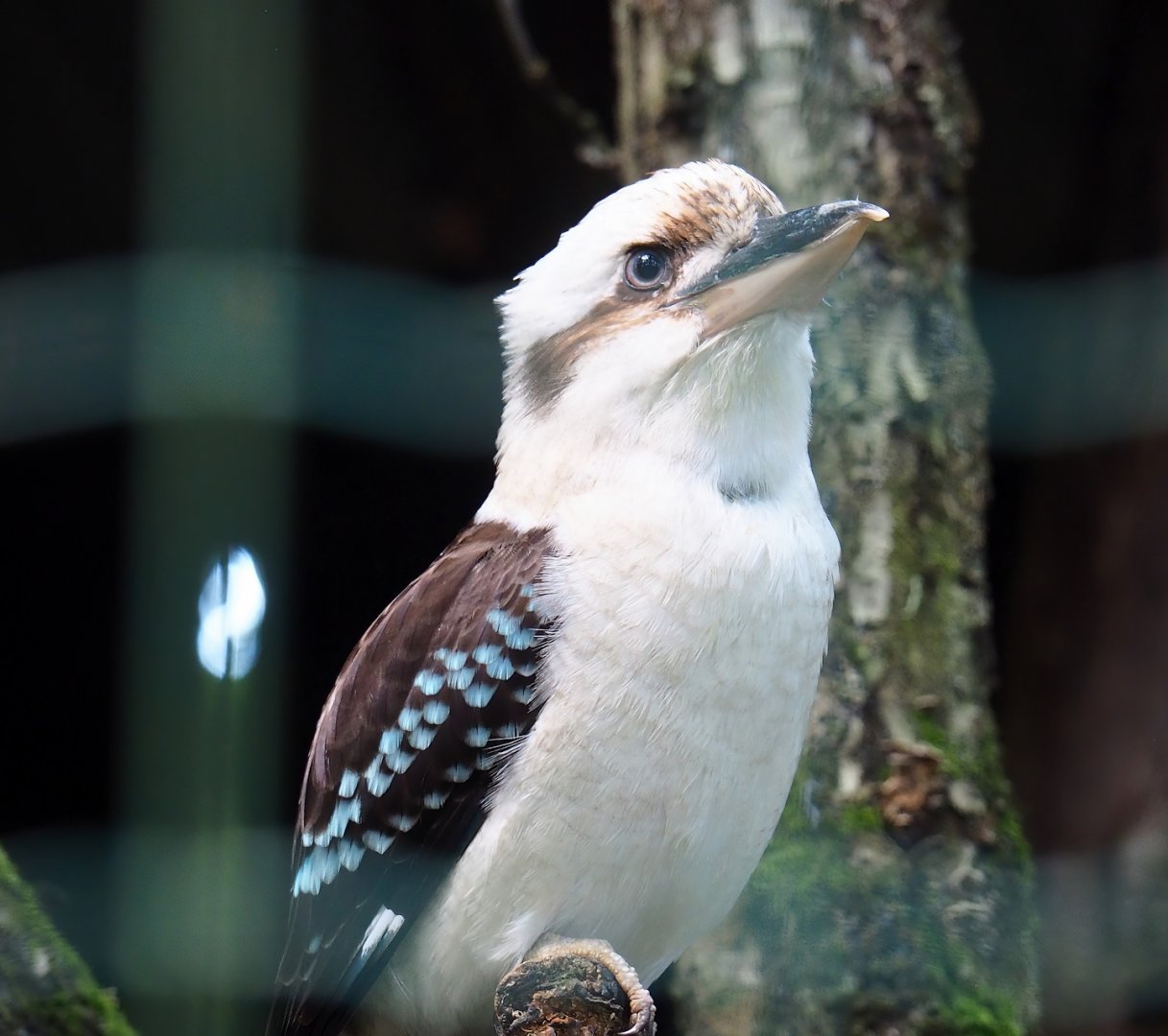 Laughing Kookaburra (Dacelo novaeguineae), 2023-06-24