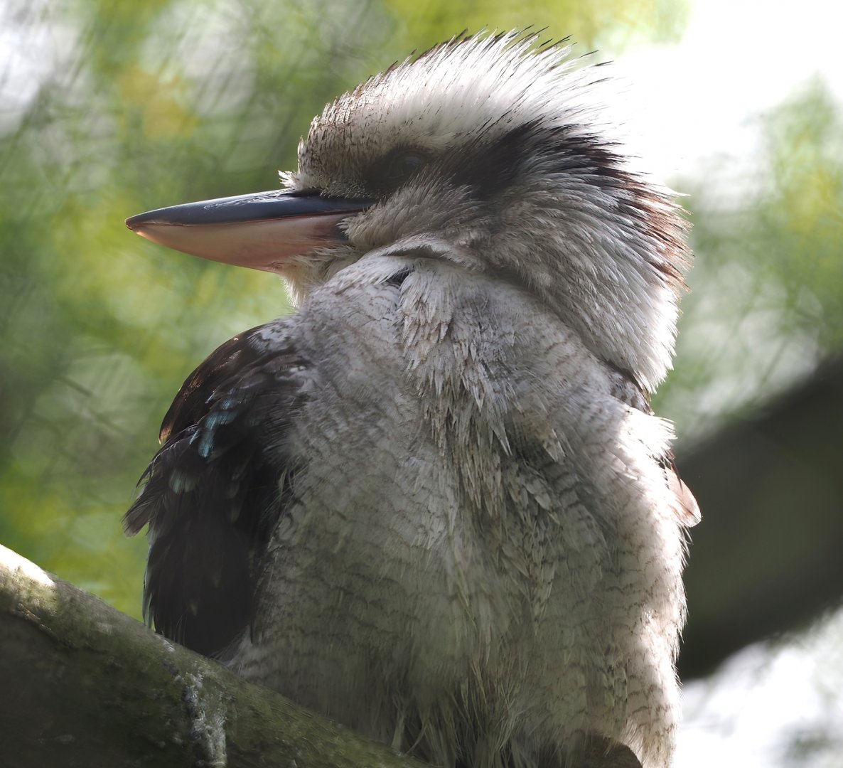 Laughing Kookaburra (Dacelo novaeguineae), 2024-05-11
