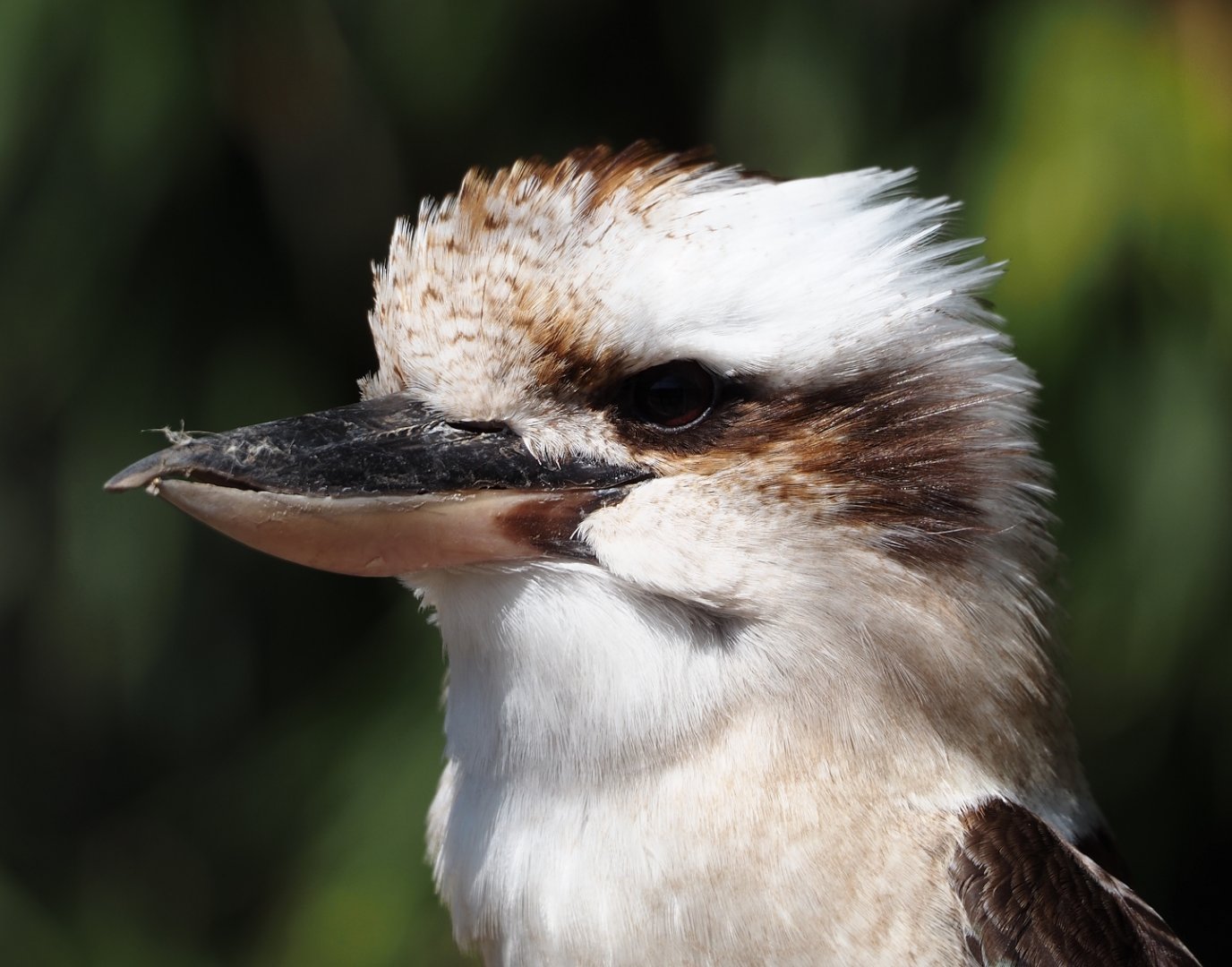 Laughing kookaburra (Dacelo novaeguineae), 2025-04-12