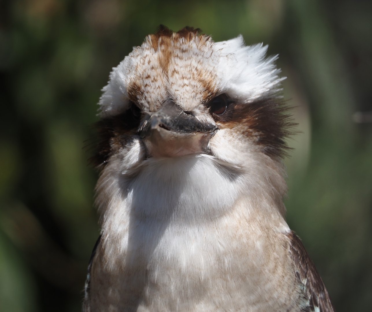 Laughing kookaburra (Dacelo novaeguineae), 2025-04-12