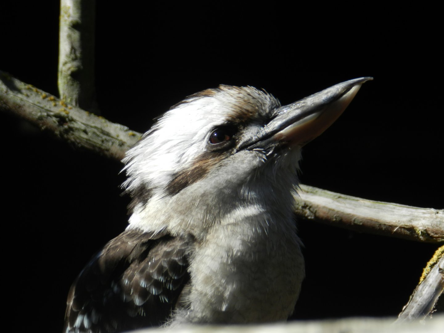 Laughing Kookaburra (Dacelo novaeguineae) at Hamerton Zoo Park, England