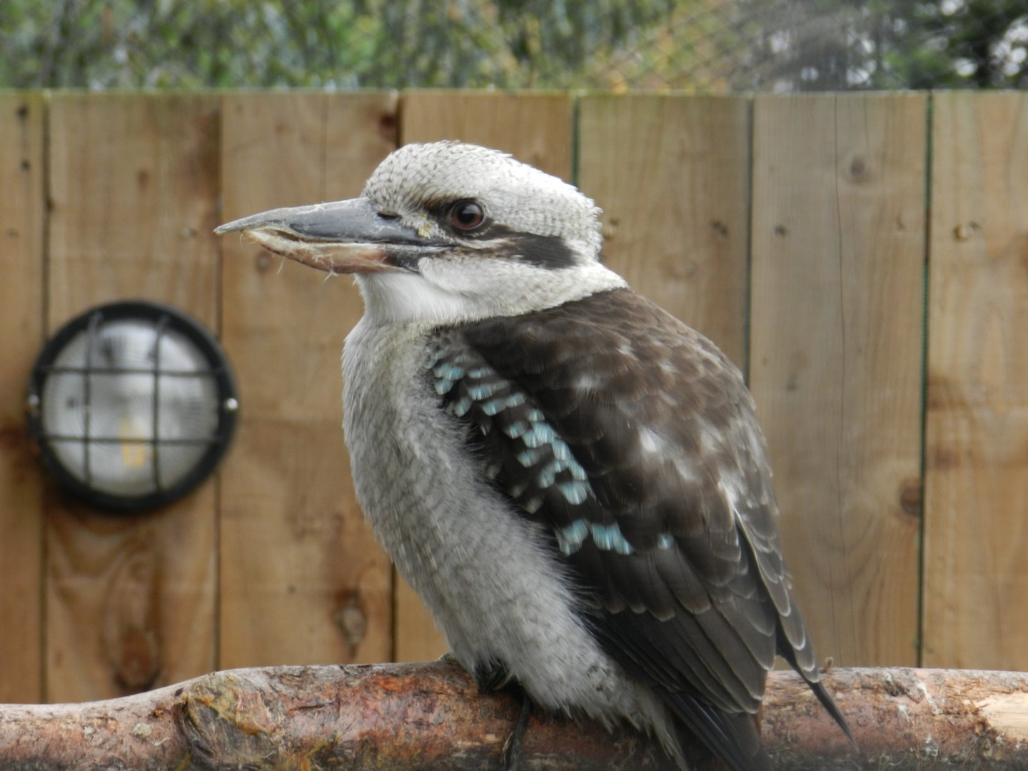 Laughing Kookaburra (Dacelo novaeguineae) at Ventura Wildlife Park, England