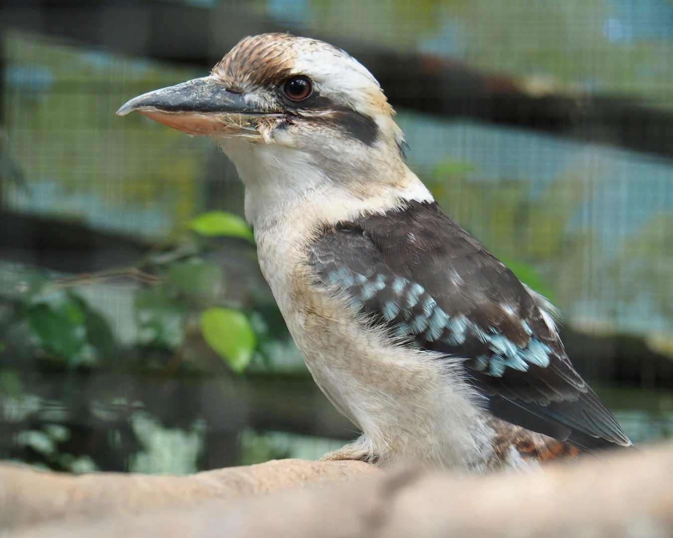 Laughing kookaburra (Dacelo novaeguineae), Aug 28th, 2018