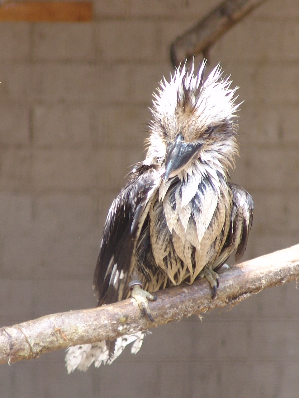 Laughing Kookaburra (Dacelo novaeguineae) 'just out of the shower'...