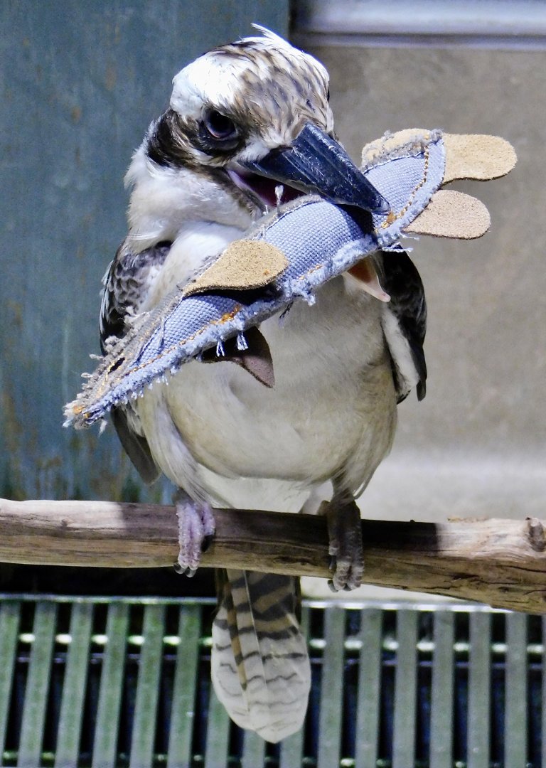Laughing Kookaburra (Dacelo novaeguineae) - Kawasui Kawasaki Aquarium November 19, 2025