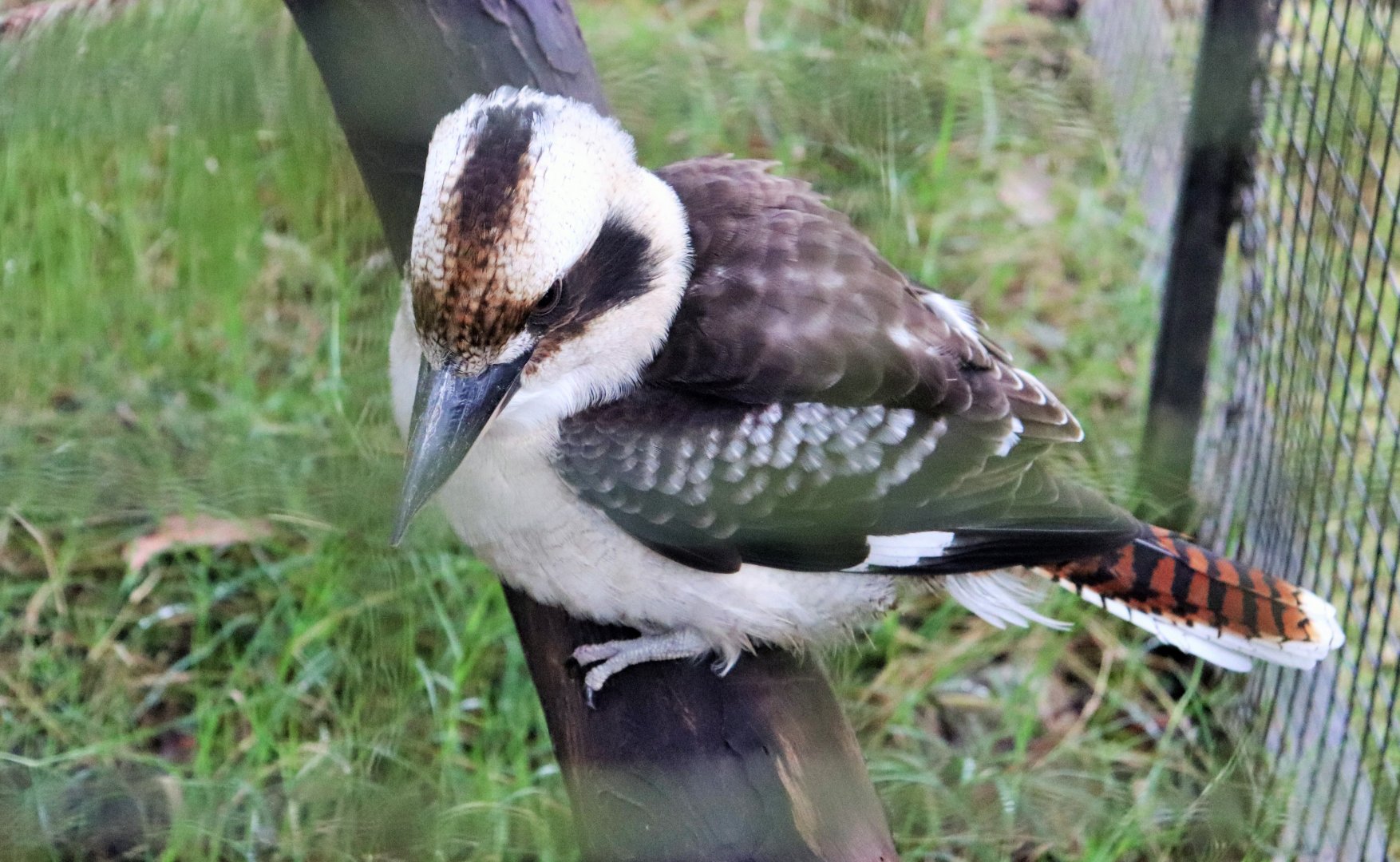 Laughing Kookaburra (Dacelo novaeguineae)- Rescued Bird