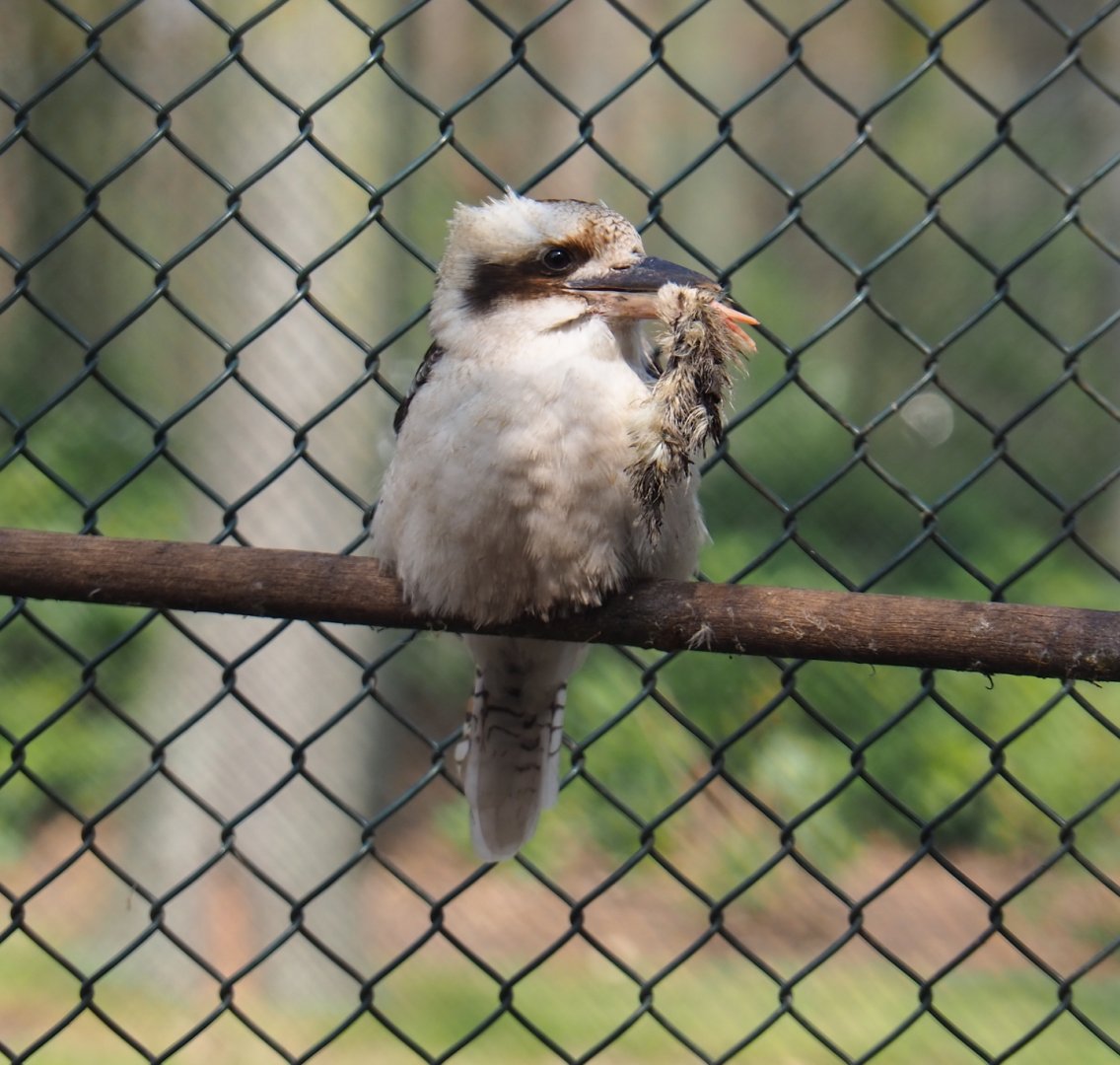 Laughing kookaburra (Dacelo novaeguineae) with lunch, 2019-04-06
