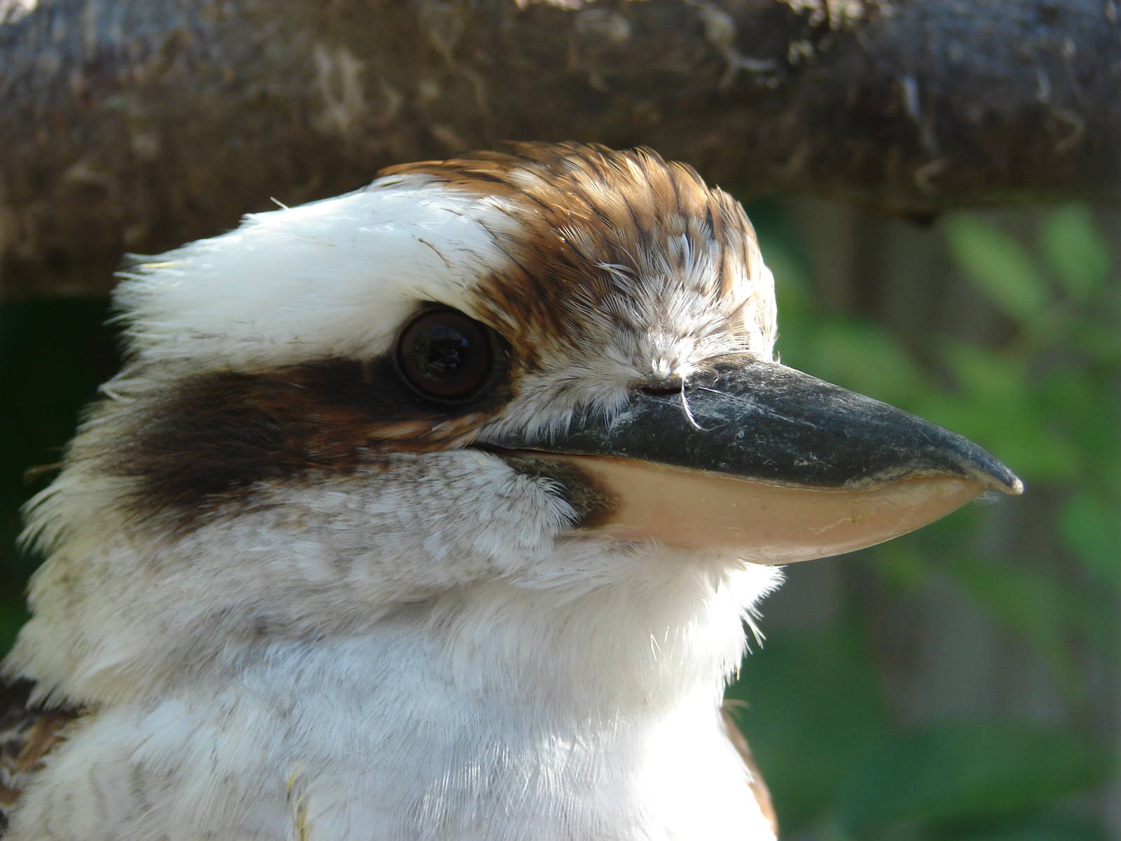 Laughing kookaburra (Dacelo novaeguineae)
