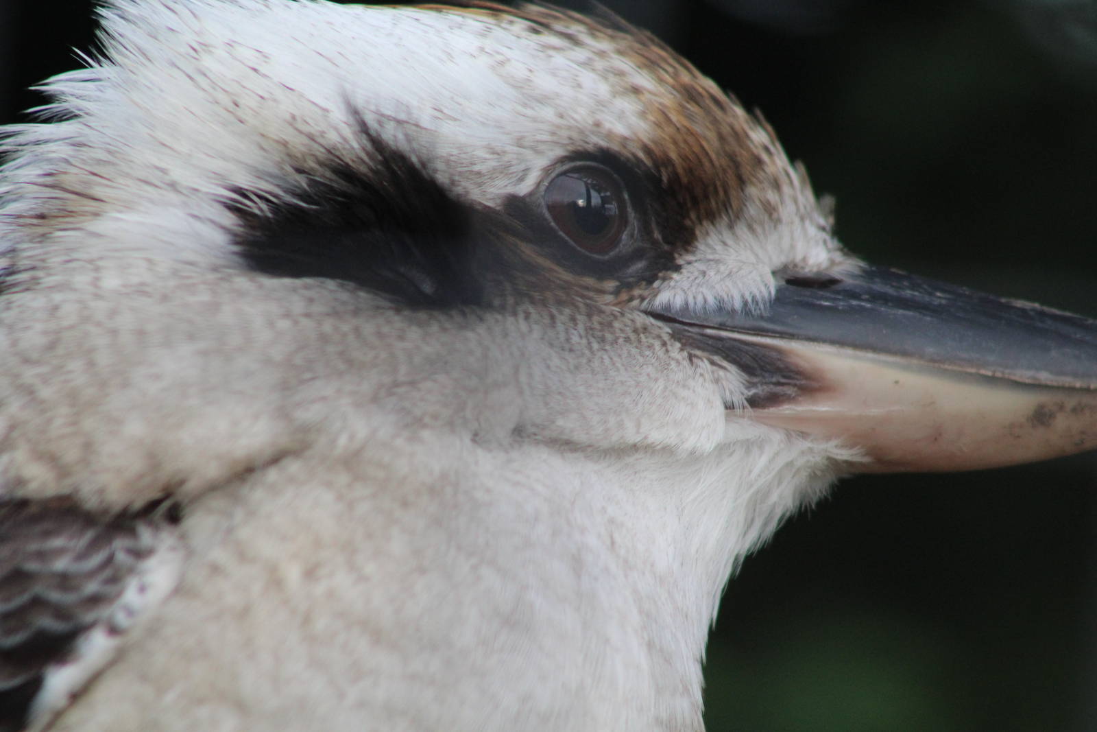 Laughing kookaburra (Dacelo novaeguineae)