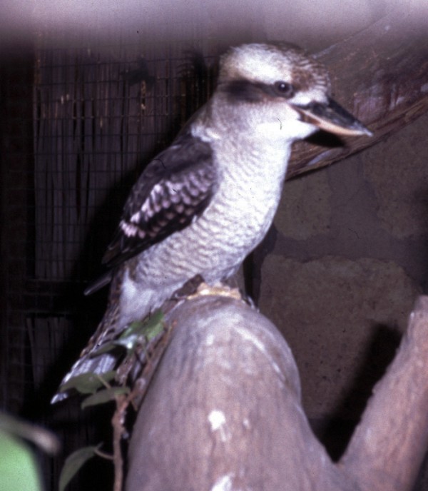 Laughing Kookaburra (Dacelo novaeguineae)