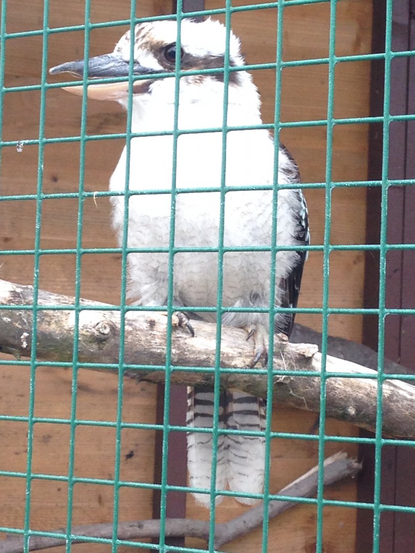 Laughing Kookaburra - (Dacelo Novaeguineae)