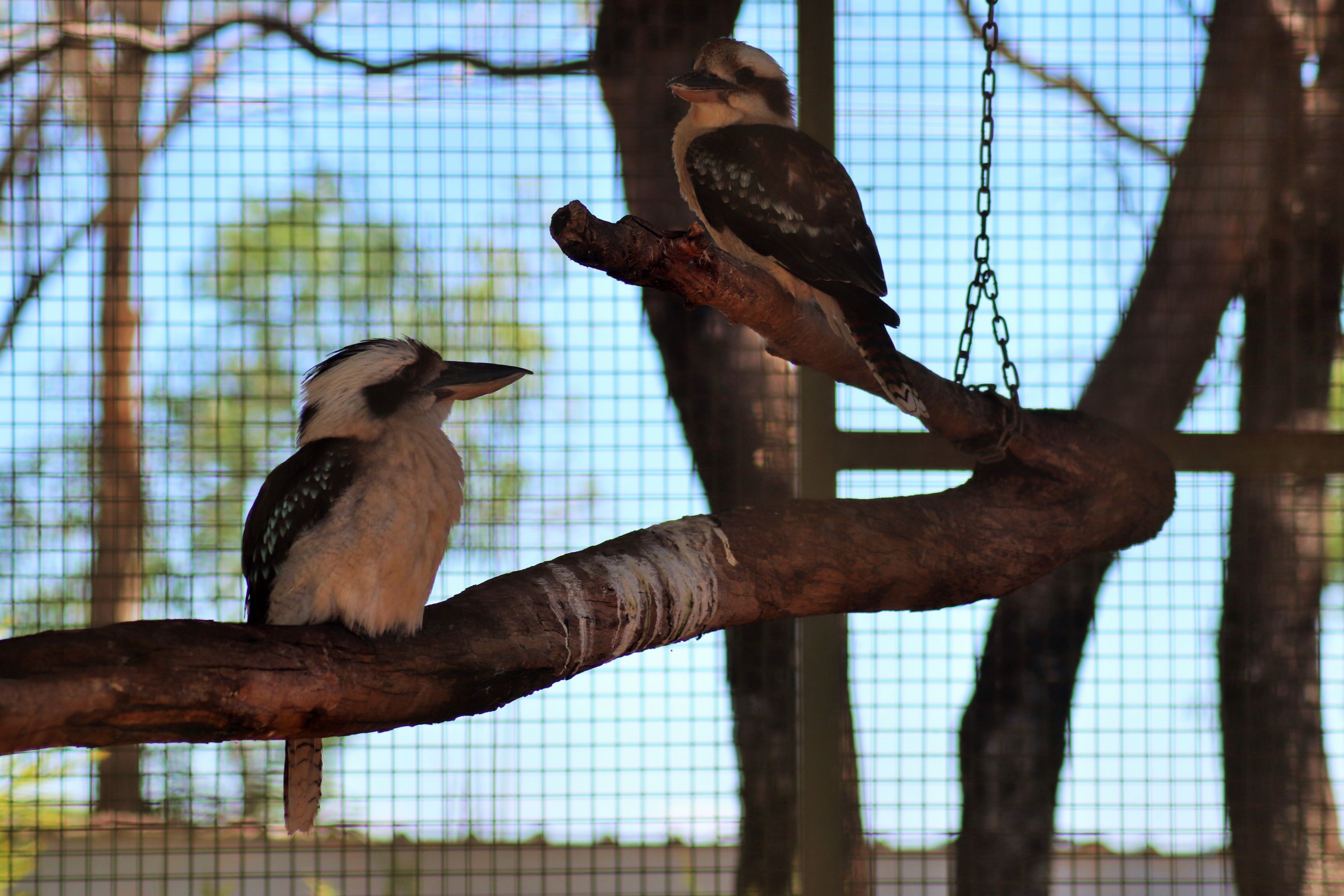 Laughing Kookaburra (Dacelo novaeguineae)
