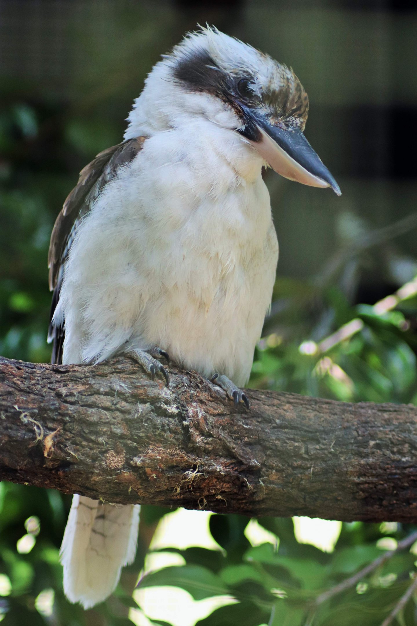 Laughing Kookaburra (Dacelo novaeguineae)