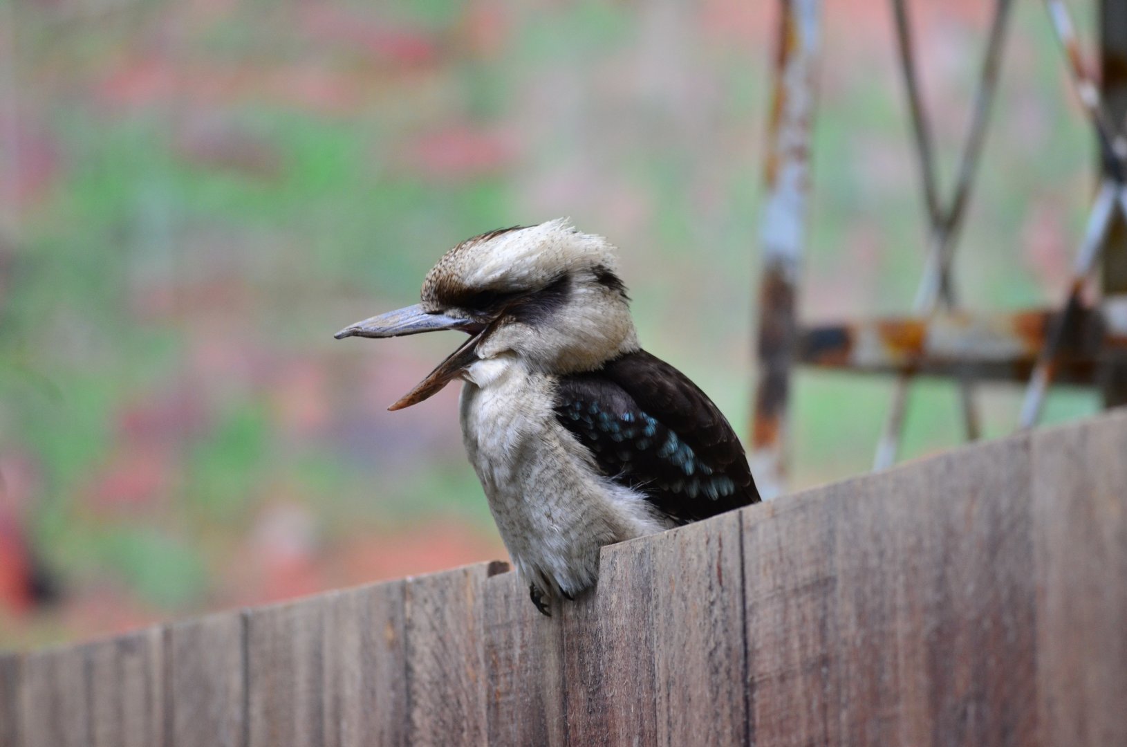 Laughing kookaburra (Dacelo novaeguineae)