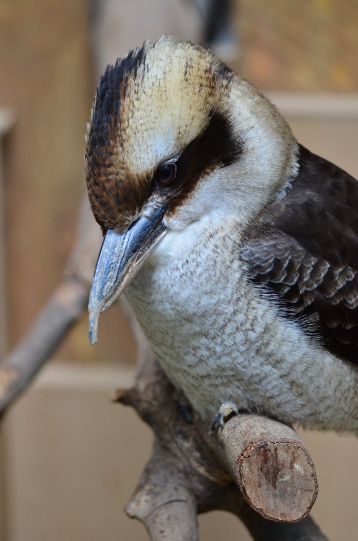 Laughing kookaburra (Dacelo novaeguineae)
