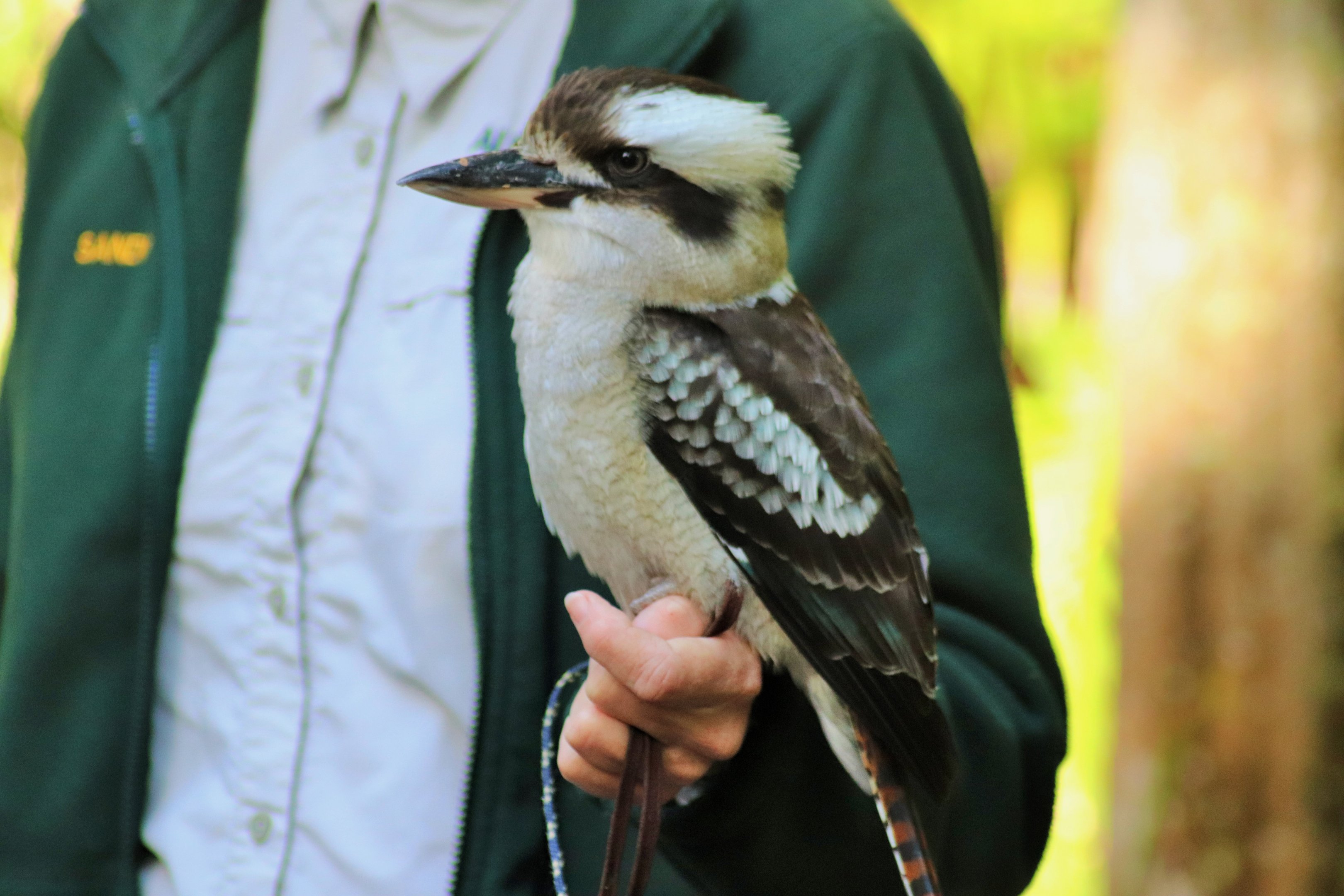 Laughing Kookaburra (Dacelo novaeguineae)