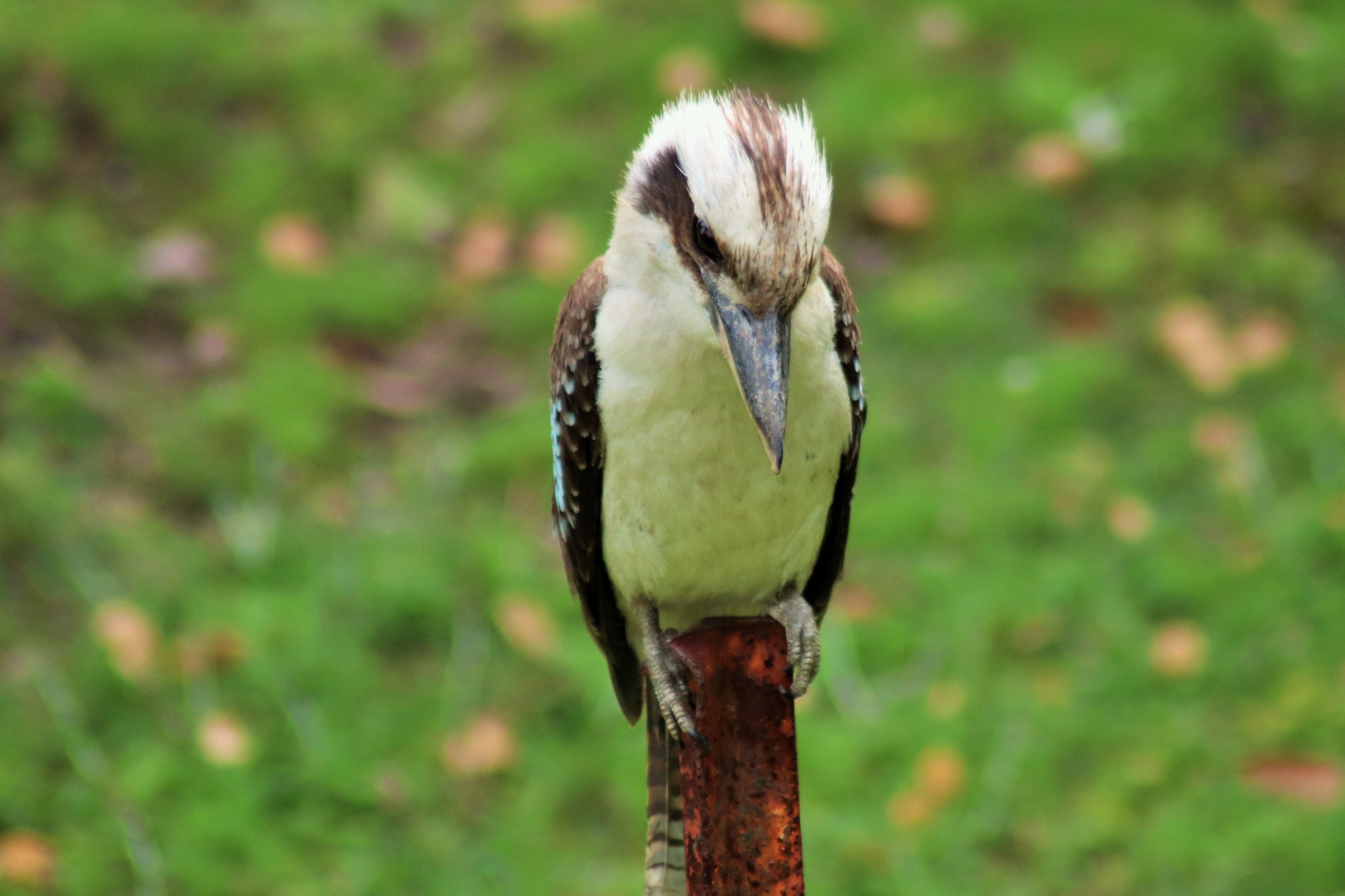Laughing Kookaburra (Dacelo novaeguineae)