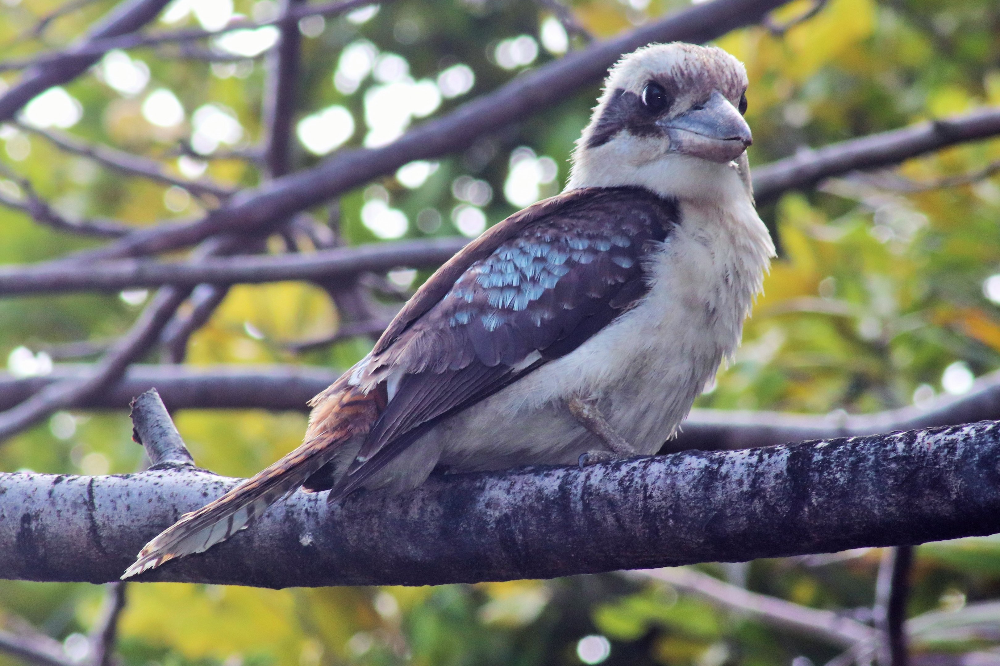Laughing Kookaburra (Dacelo novaeguineae)