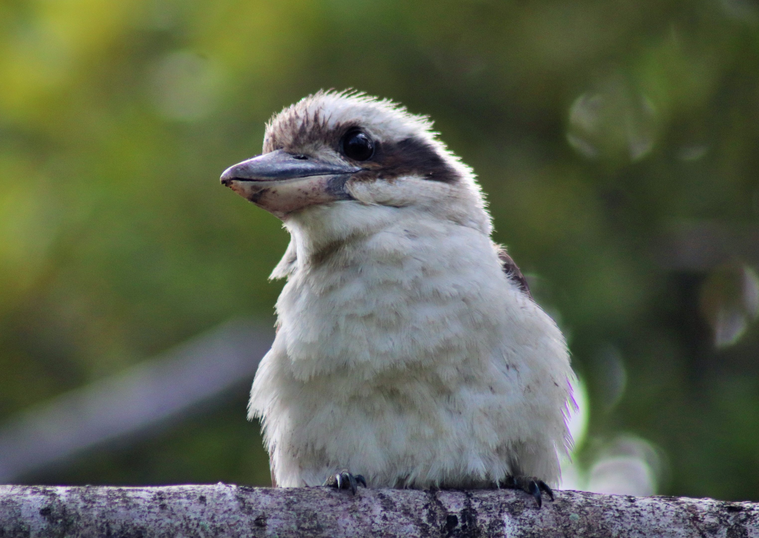 Laughing Kookaburra (Dacelo novaeguineae)