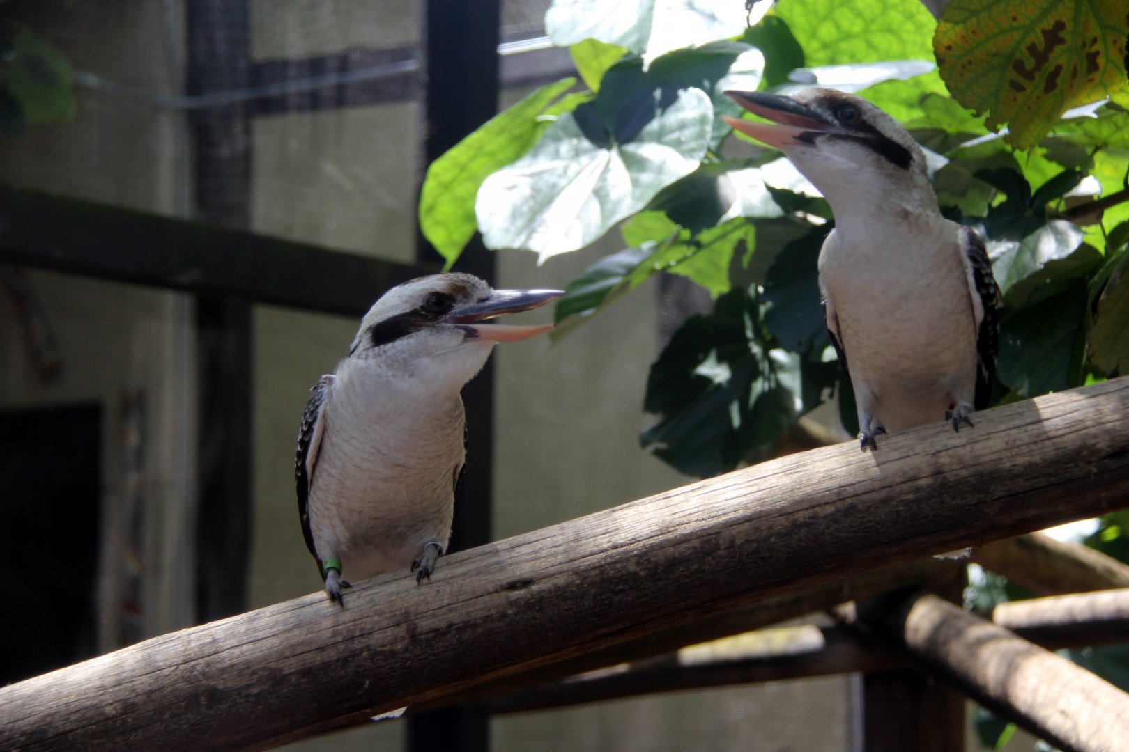 laughing kookaburra (Dacelo novaeguineae)