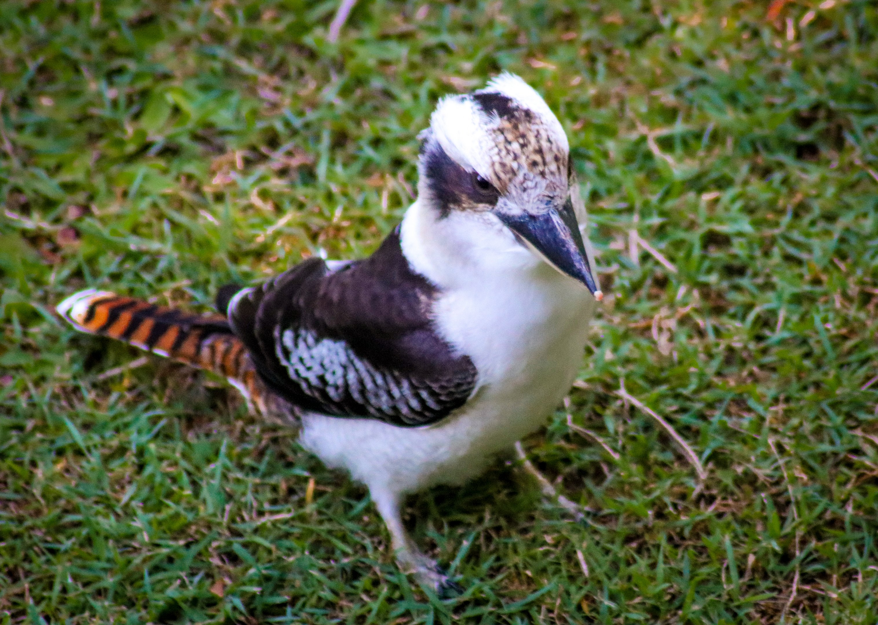 Laughing Kookaburra (Dacelo novaeguineae)