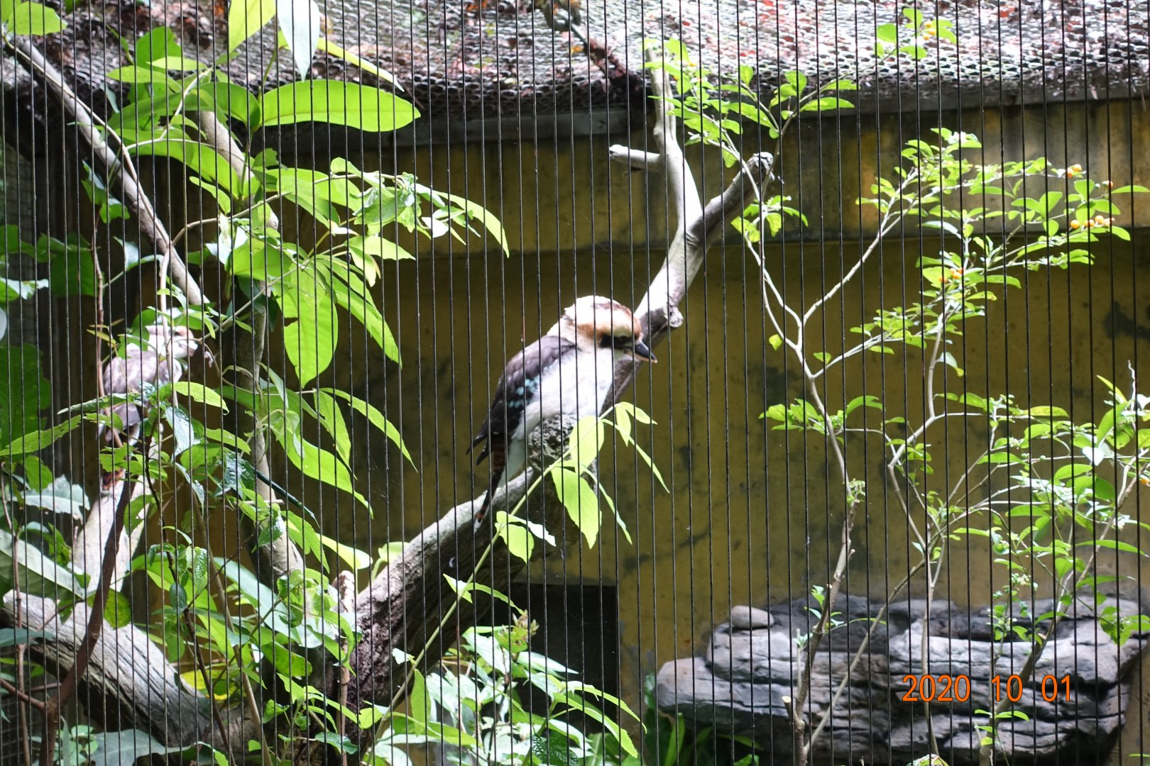 Laughing Kookaburra (Dacelo novaeguineae)