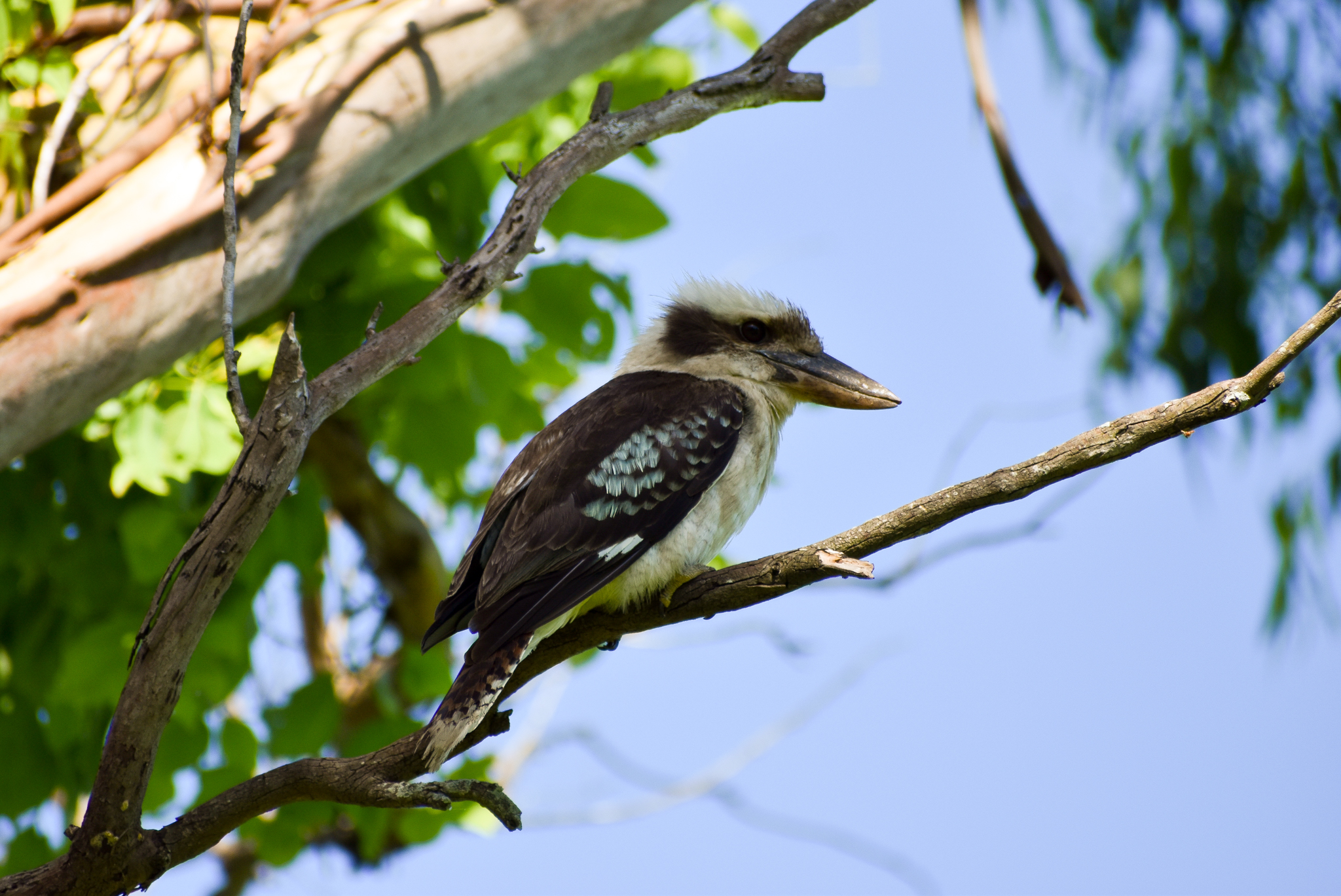 Laughing Kookaburra (Dacelo novaeguineae)