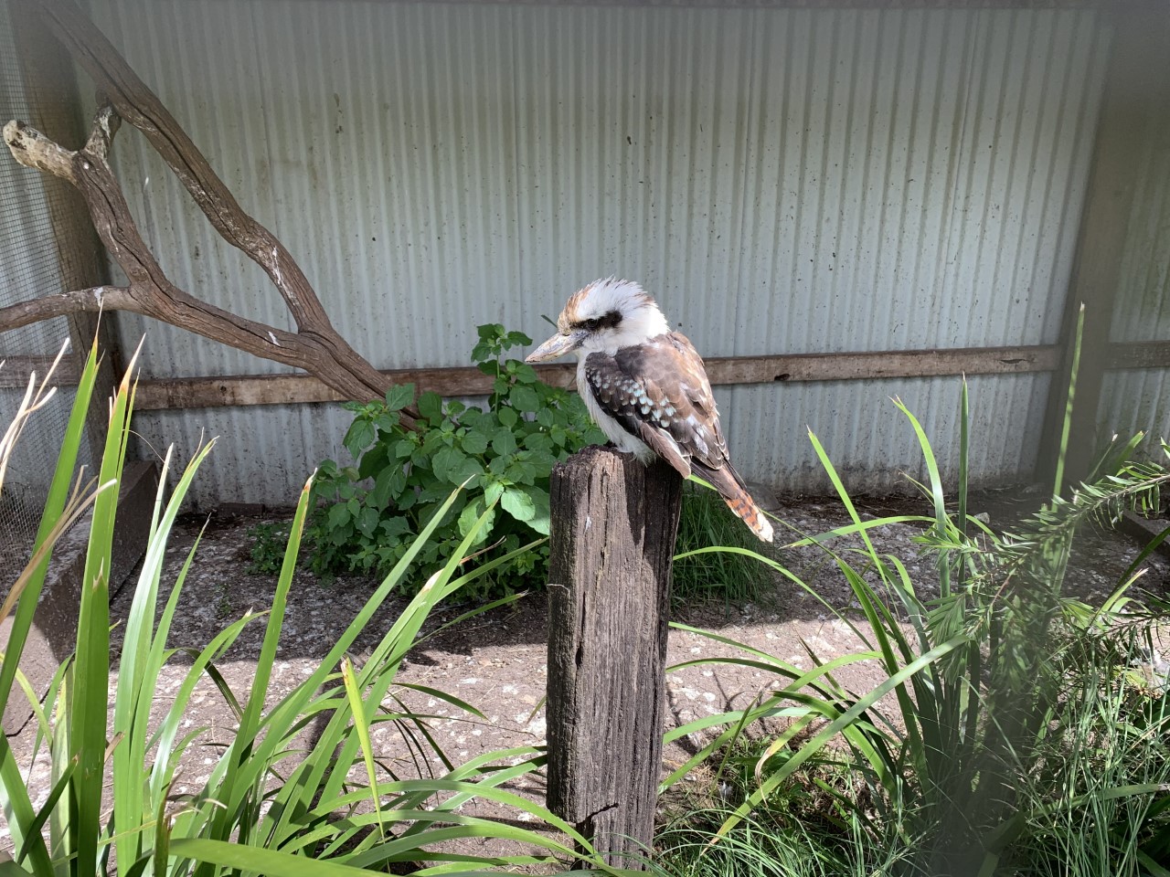 Laughing Kookaburra (Dacelo novaeguineae)