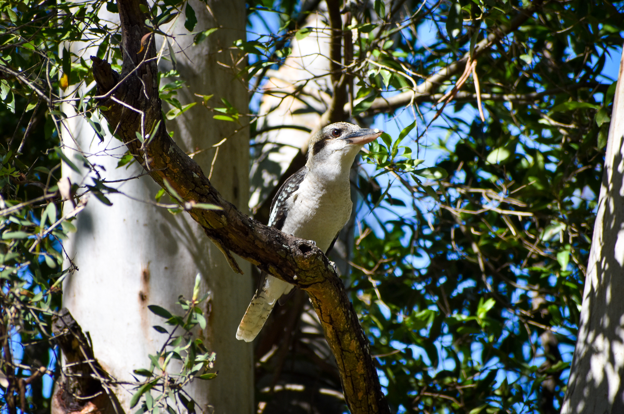 Laughing Kookaburra (Dacelo novaeguineae)