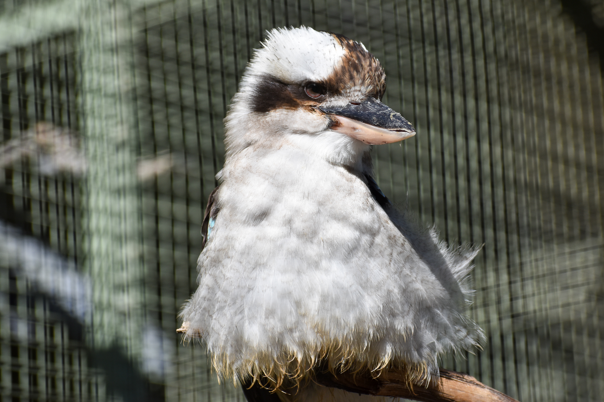 Laughing Kookaburra (Dacelo novaeguineae)