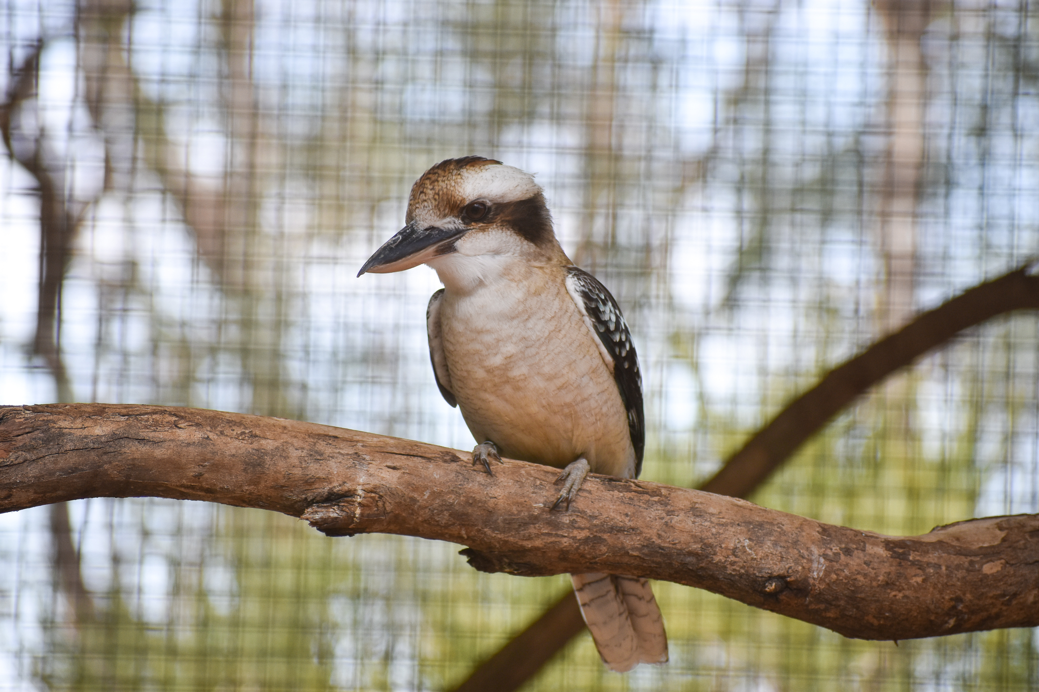 Laughing Kookaburra (Dacelo novaeguineae)