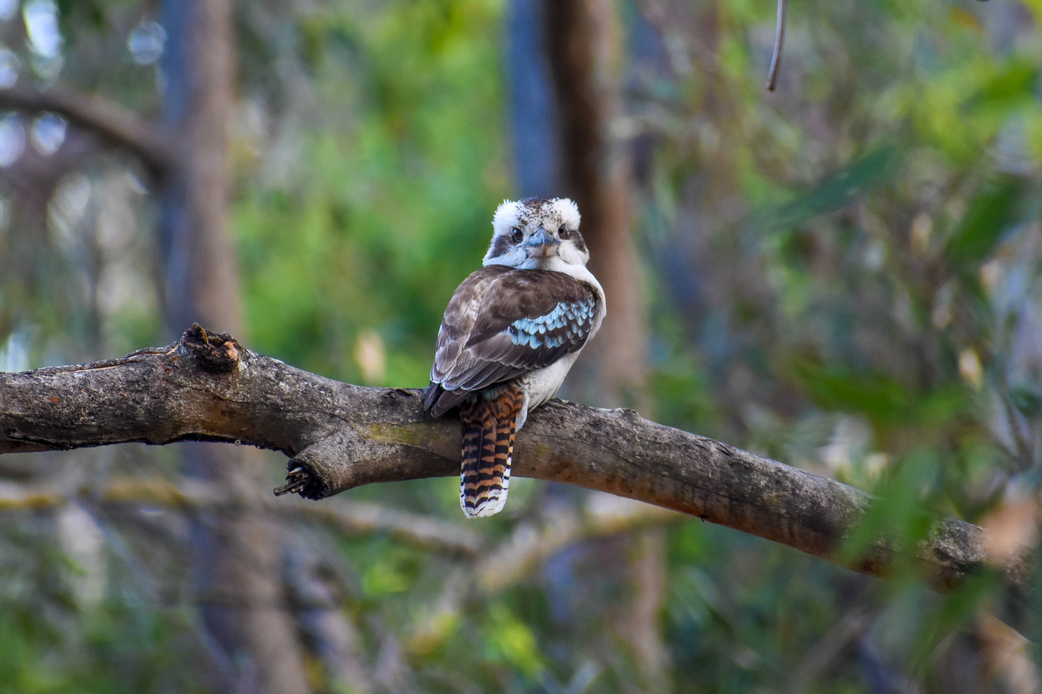 Laughing Kookaburra (Dacelo novaeguineae)