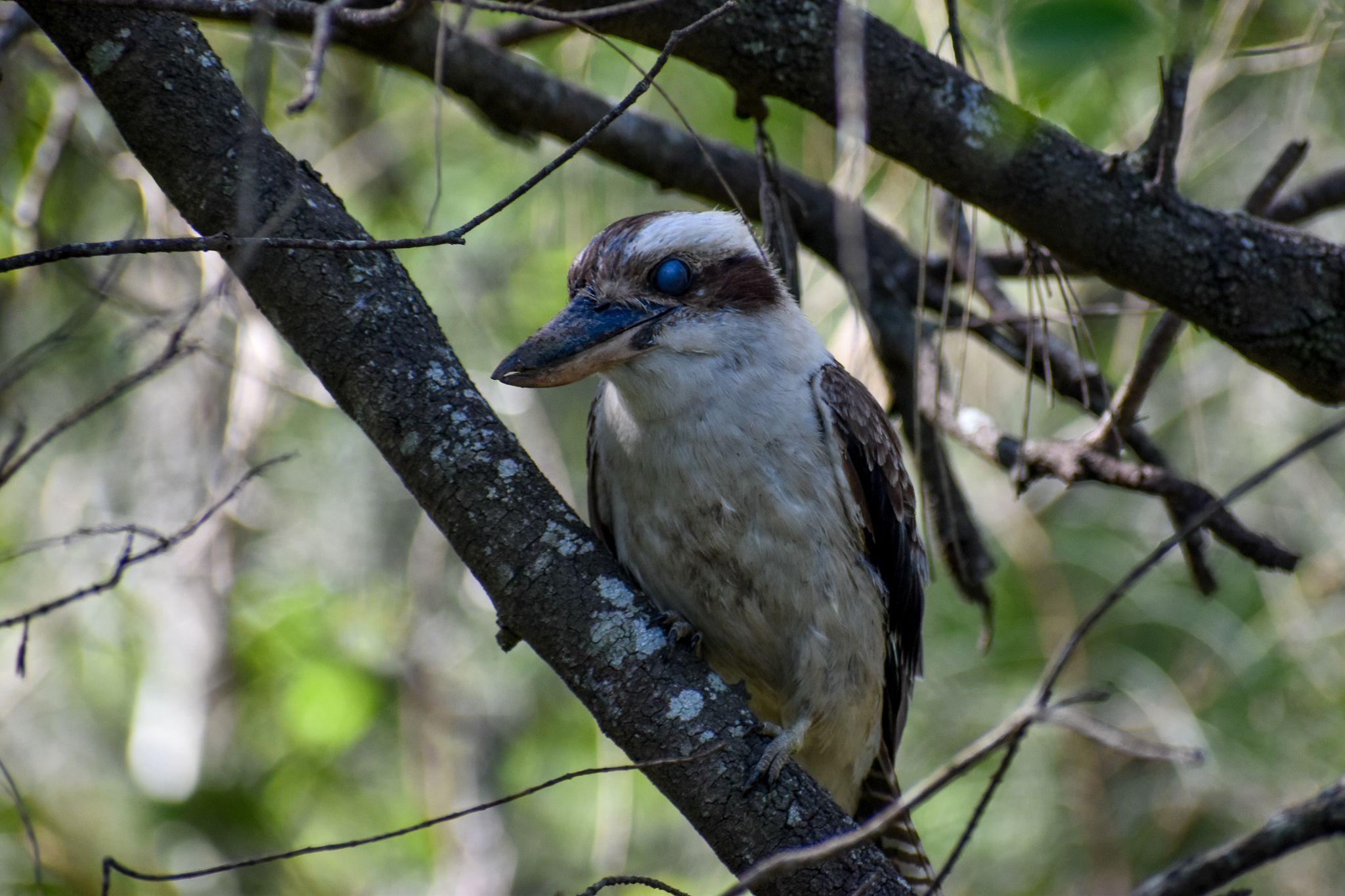 Laughing Kookaburra (Dacelo novaeguineae)
