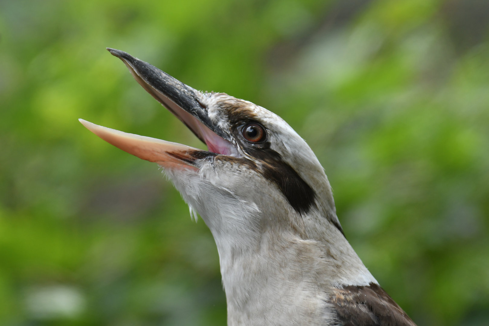 Laughing Kookaburra Dacelo novaeguineae